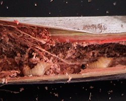 Figura 11.  Daños causados por larvas de Metamasius