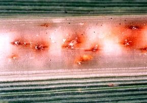 Figura 2. Lesiones en la nervadura central de la hoja causada por las oviposiciones de Perkinsiella